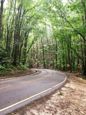 보홀 여행 추천 보홀 맨 메이드 포레스트