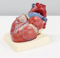 심근경색 진단방법 치료 방법 합병증