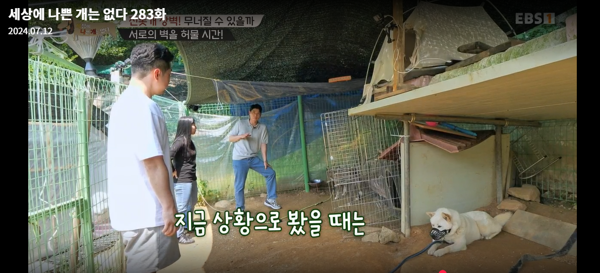 설채현-세상에나쁜개는없다-세나개-283화-진돗개장벽-재방송