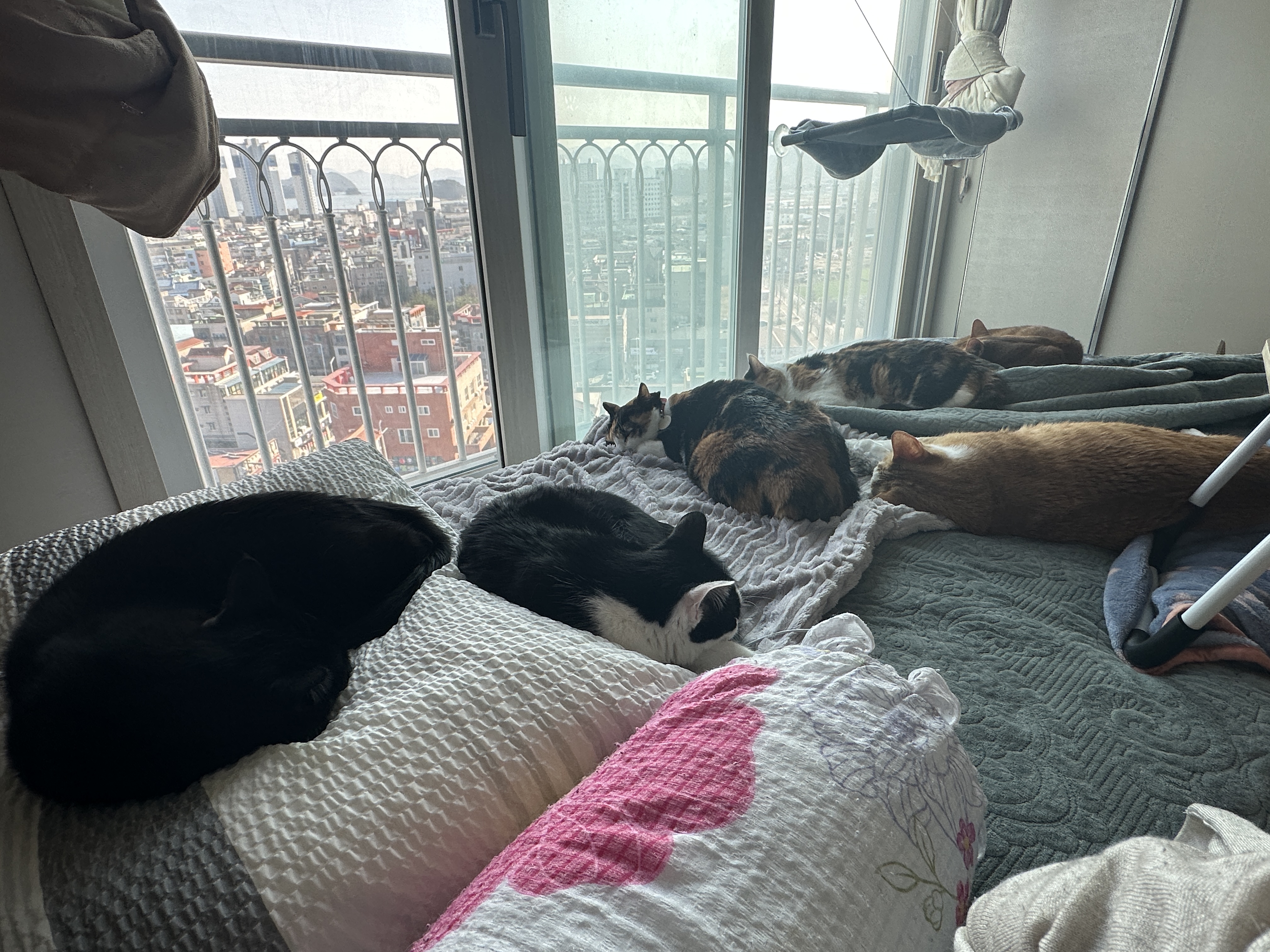 엄마집사가 침대 위에서 작업하면 아홉냥이들은..