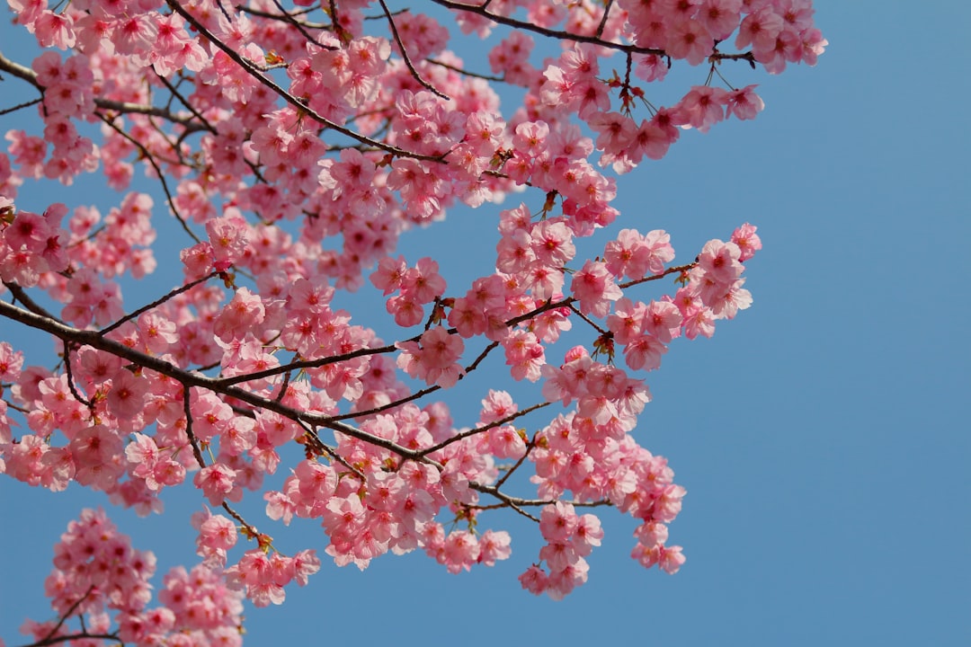 Cherry Blossom
