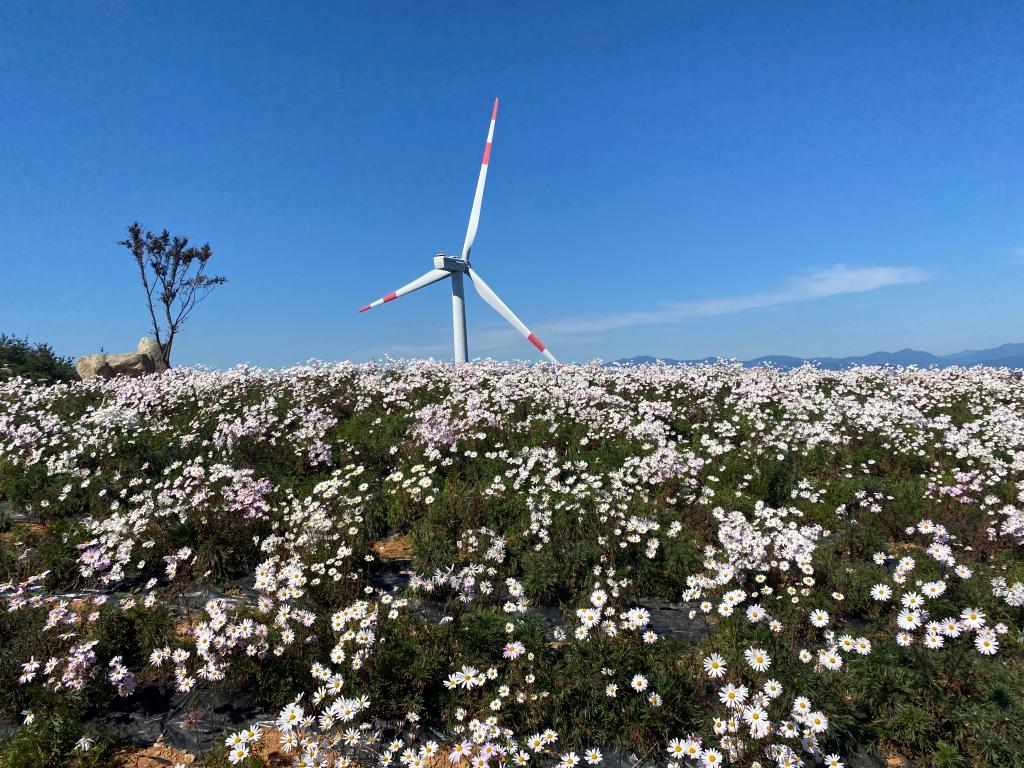 거창 별바람언덕 샤스타데이지