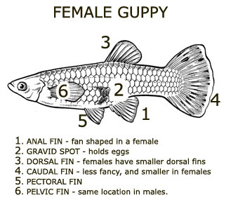 Female guppy&amp;#44; Aquarium Advice