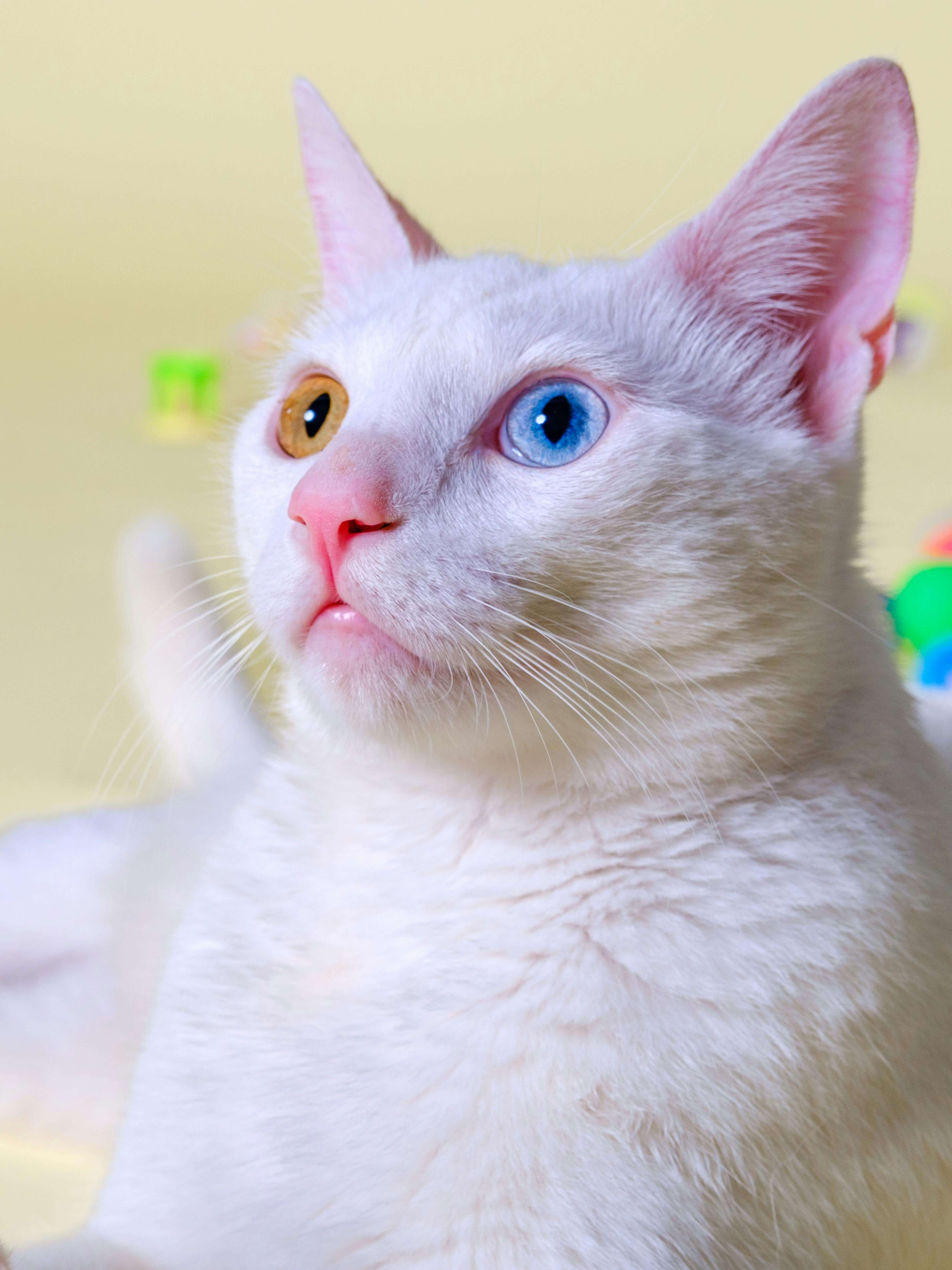 2025 제35회 궁디팡팡 캣페스타 완전정리｜부스 추천 TOP30