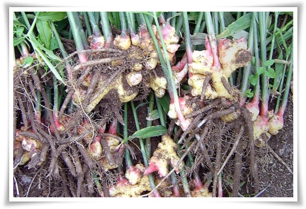 &quot;생강 심기&quot; 텃밭의 보물, 4월 ~ 5월 초 생강 심기로 건강과 맛을 동시에!