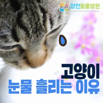 고양이가 눈물 흘리는 이유 눈물관리 가이드_14