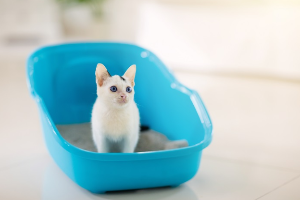 화장실에 있는 아기 고양이