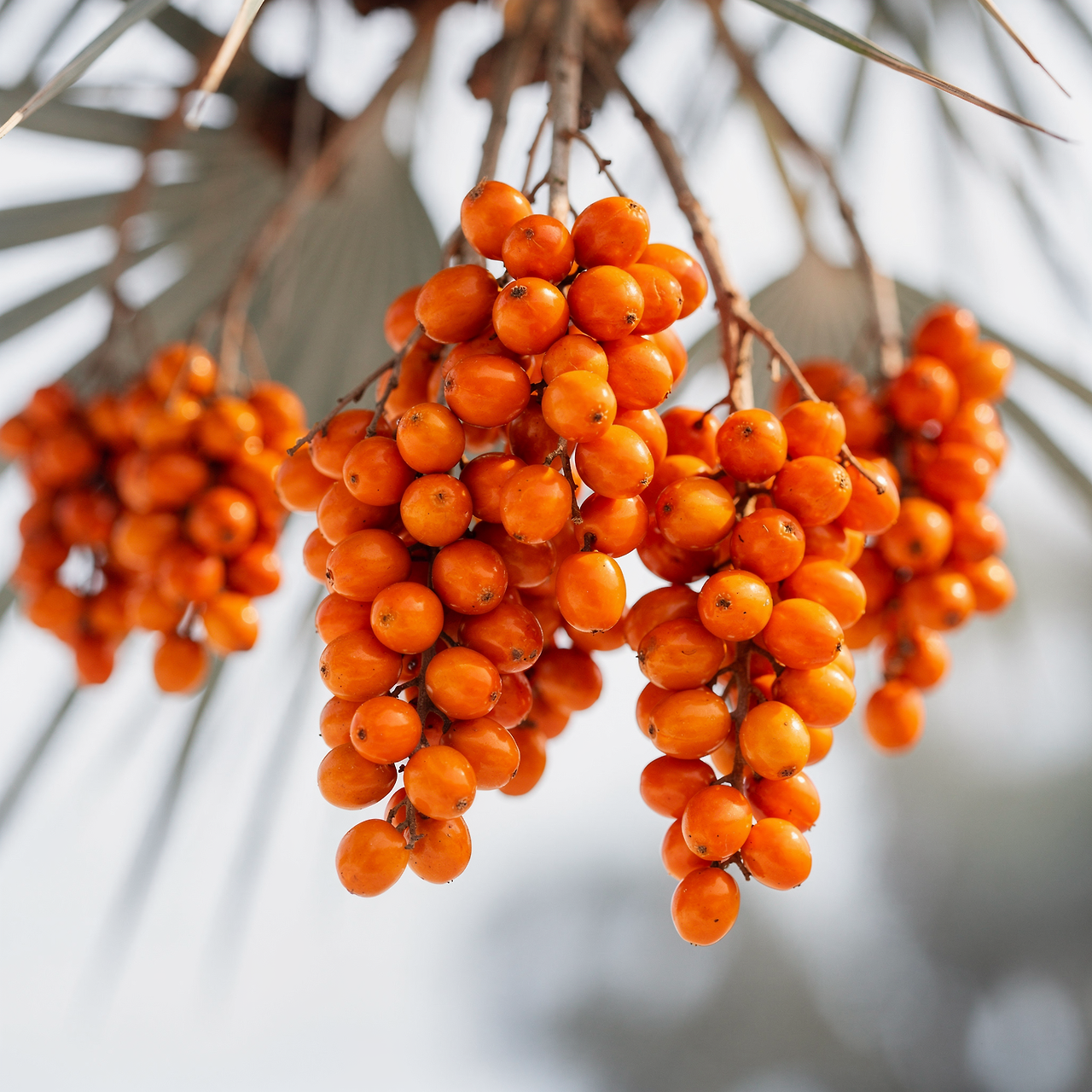 전립선에-좋은-약초-전립선건강