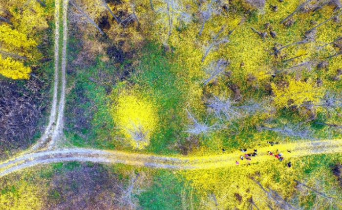 고령은행나무숲 전경