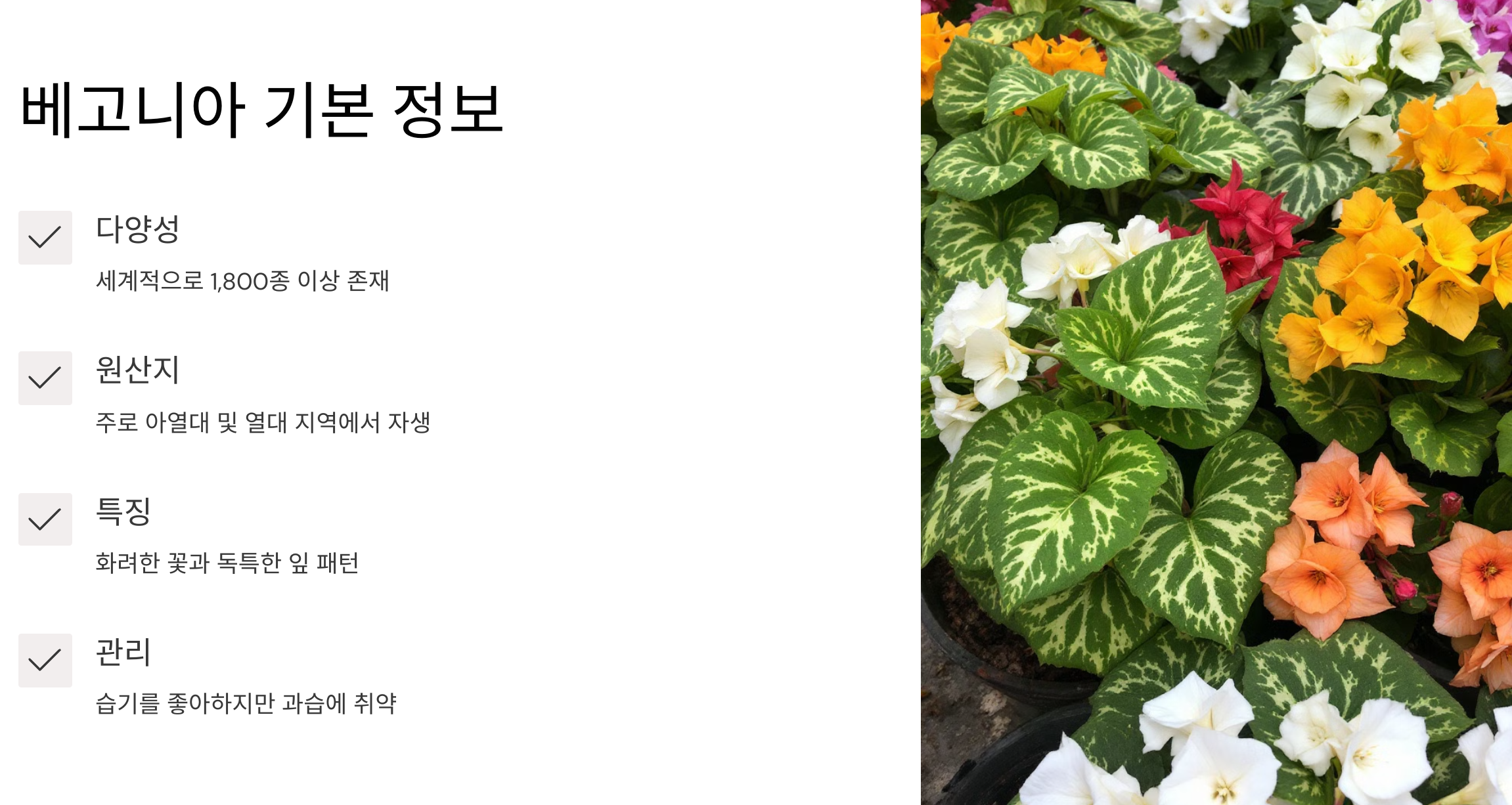 베고니아 꽃 사진