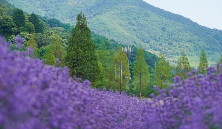 라벤더축제 / 라벤더 꽃말 / 라벤더 효능