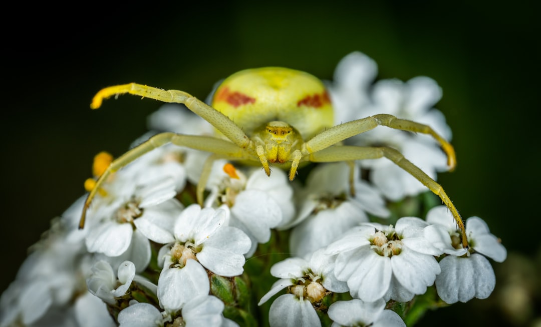 Spider