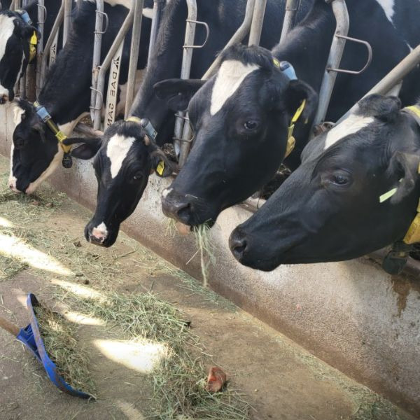 밀크하우스 경산 