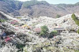 2025 광양매화축제 일정, 맛집, 먹거리 총정리