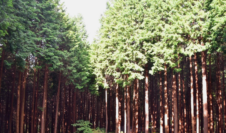 성주산 자연휴양림