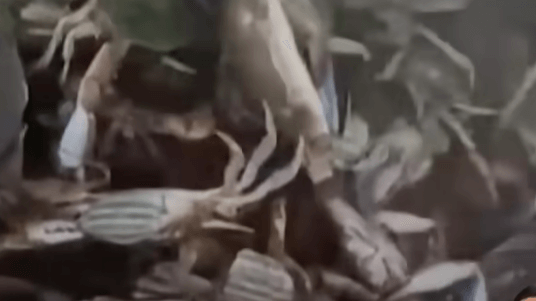 이탈리아 푸른 꽃게