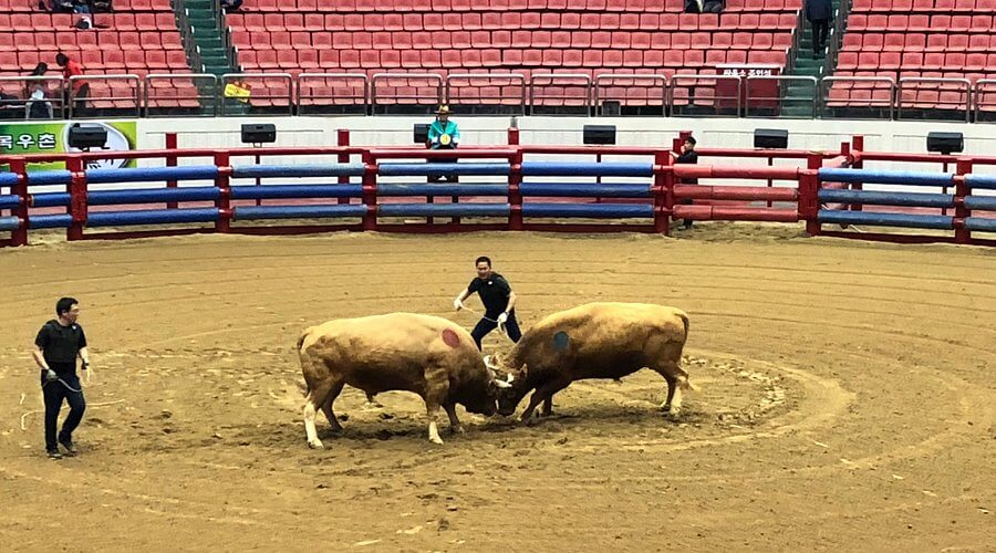 청도 소싸움테마파크에서 마주하는 전통 놀이의 구조와 지역 문화가 공간이 되는 방식
