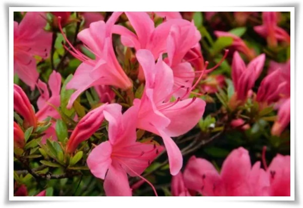 &quot;영산홍&quot; 봄날을 물들이는 활짝 핀 주홍빛 유혹의 매혹적인 꽃!