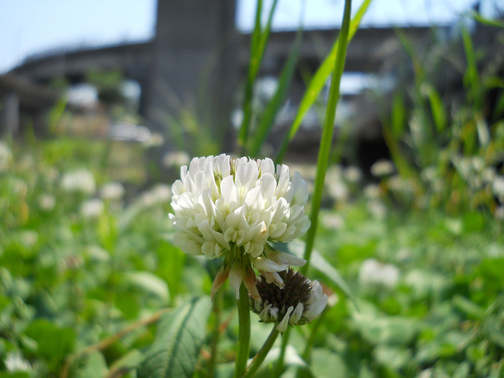 홍제천에서 상암동 월드컵공원(World Cup Park)까지