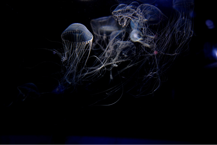 깊은 바닷속 생물들