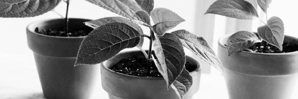 삽목 하는 방법 ③ 작업 후 수분 공급