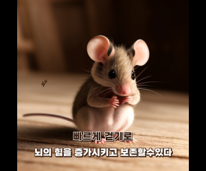 쥐 실험