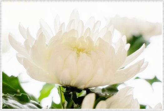 장례식장-절하는-방법