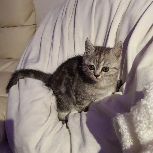 고양이 모래 장단점