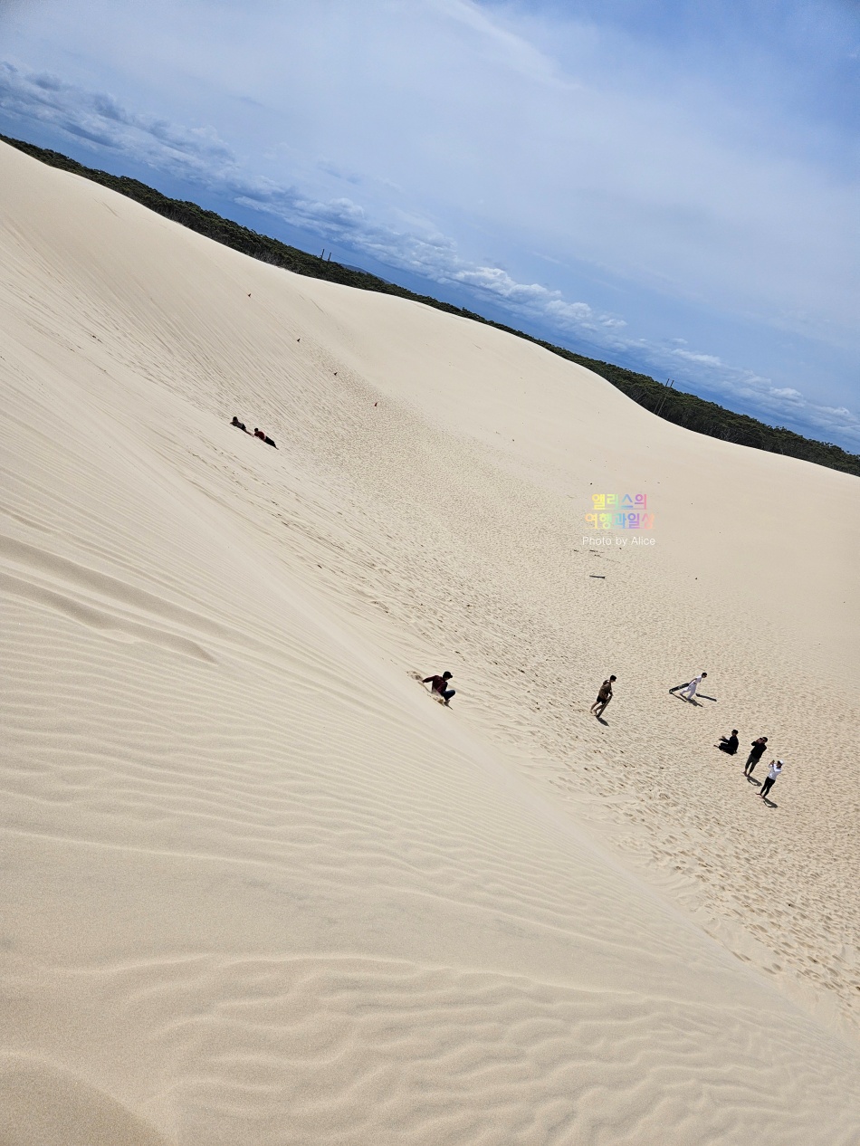 호주 시드니 사막 포트스테판 투어 솔직후기 가격 코스 야생 돌고래 크루즈