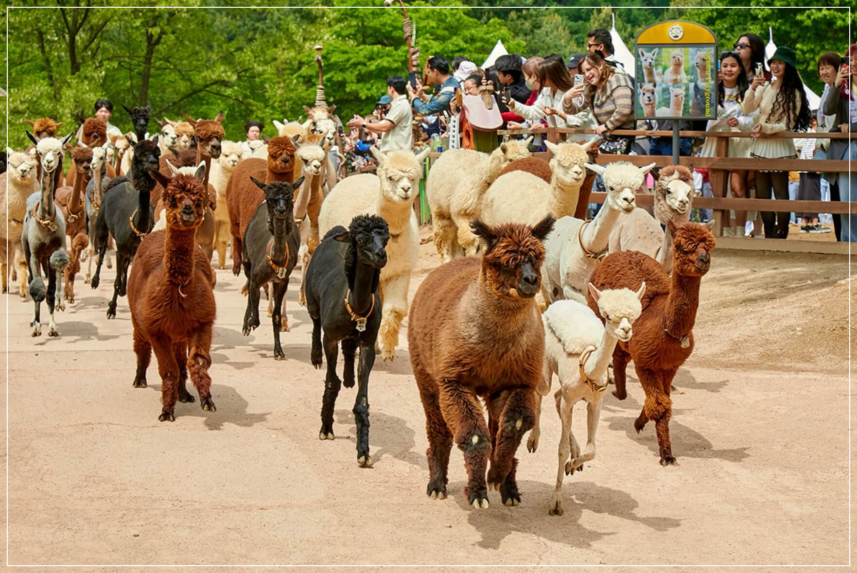 홍천 가볼만한곳 베스트10 알파카월드