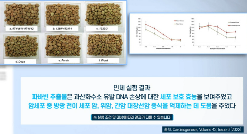 자이언트 파바빈 효능