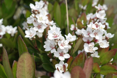 다정큼나무 꽃2