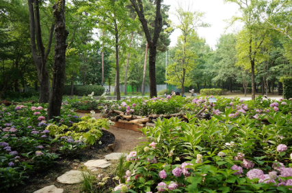 수도권 수국명소 추천 7곳, 도심 속에서 만나는 수국의 향연