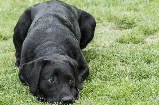 래브라도 리트리버