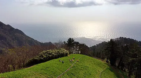 울릉도 대표 명품 산나물, 봄에 만나는 명이나물 방송 업체 가게 정보