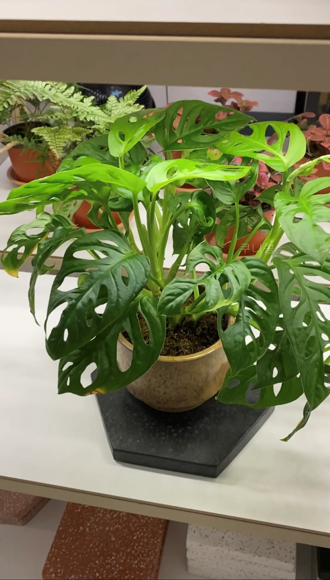 성수동-식집사-갈만한-곳-추천&amp;#44;-식물-구경하기-좋은-틸테이블