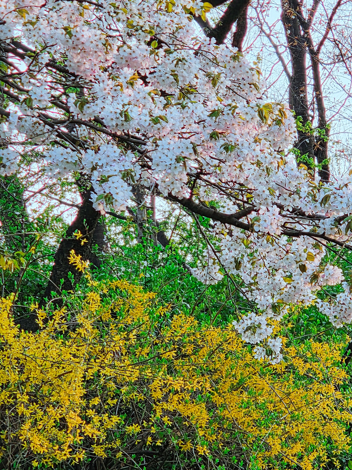 인천 벚꽃 명소 굴포천: 청리단길 꼭 가봐야 할 사계절 감성 산책로