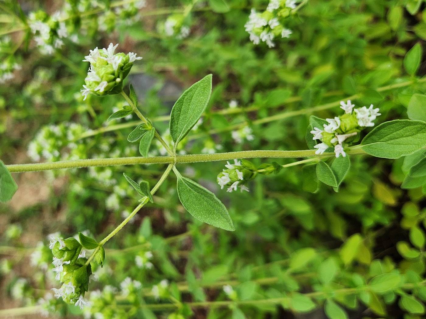 마조람 Marjoram