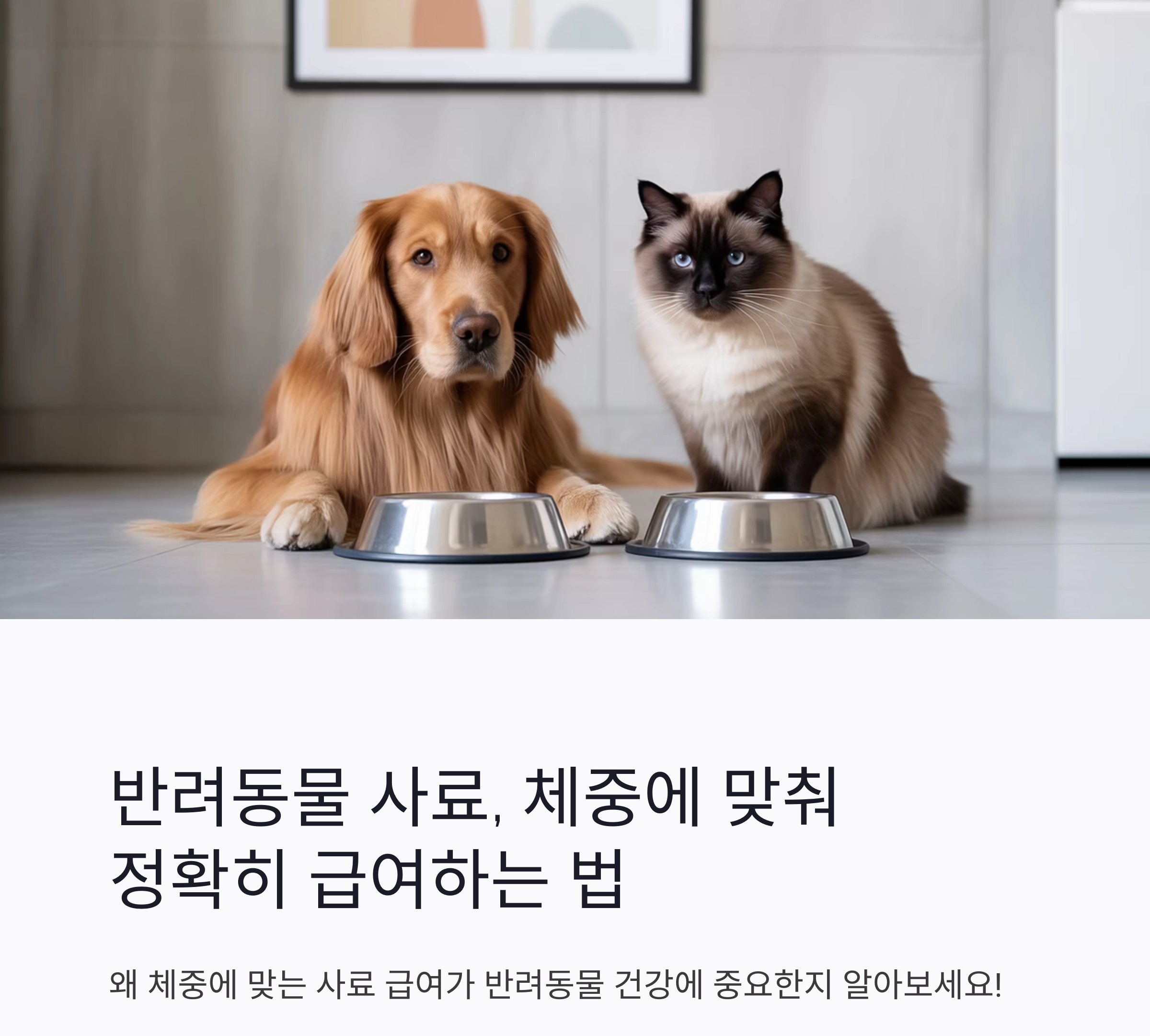 반려동물 사료, 체중에 맞춰 정확히 급여하는 법