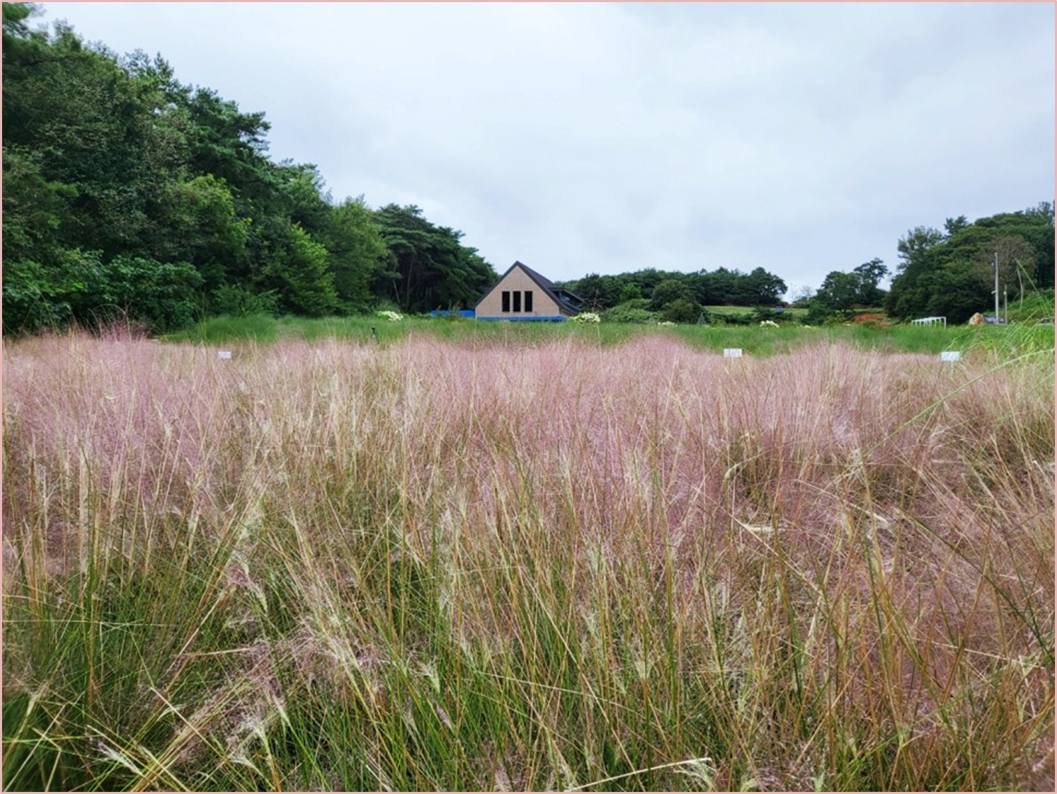 고창-청농원-핑크뮬리가든