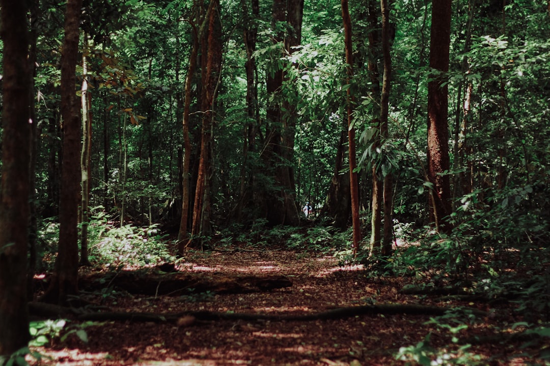 'Forest'