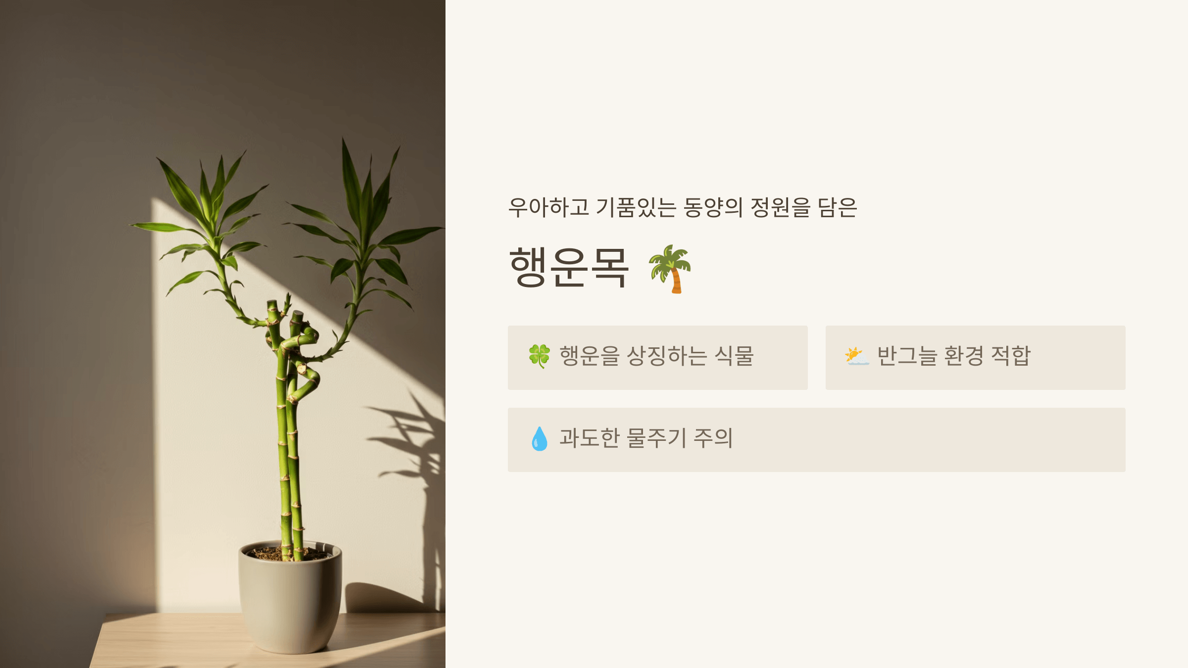 행운목