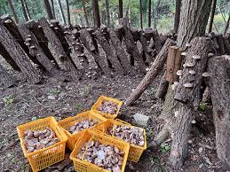 임업경영체 등록조건