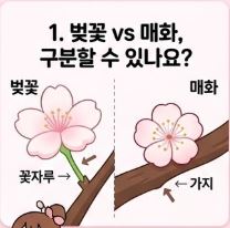 벚꽃 상식