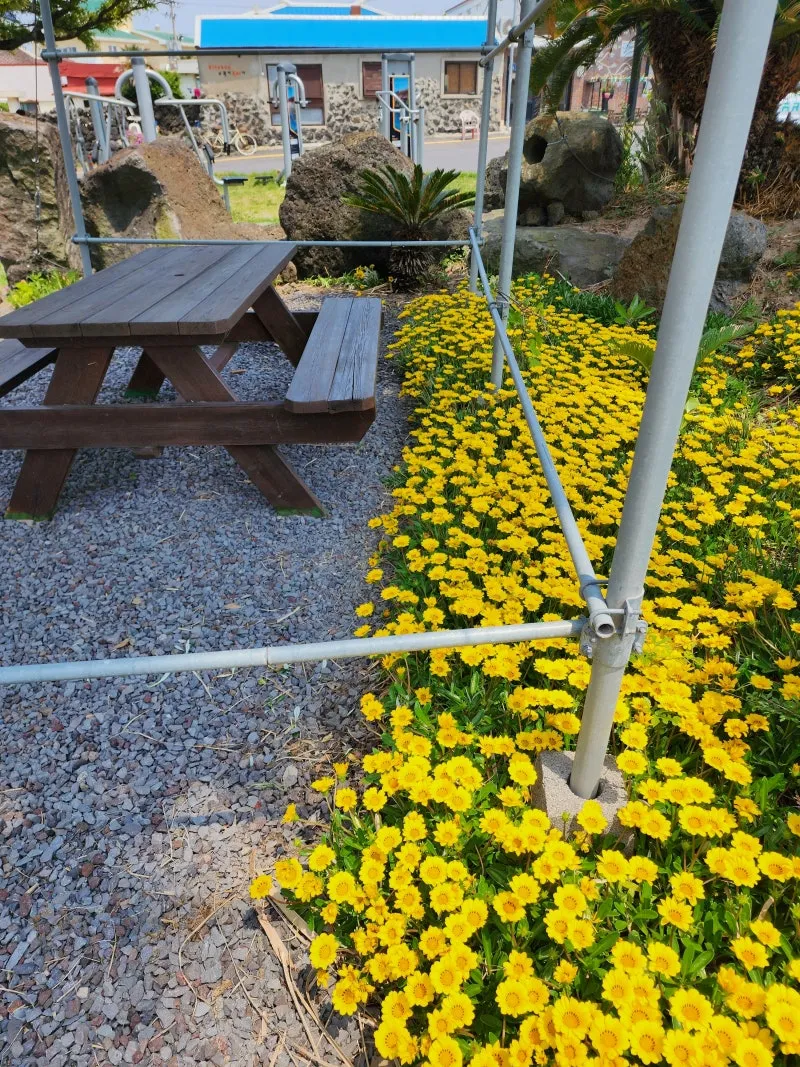 북서향 창문 식물 선택 저광량관리 물주기 식물등 세팅 가이드_6