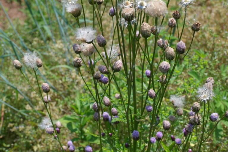 지칭개의 효능 6가지와 먹는 법&amp;#44; 꽃말&amp;#44; 부작용