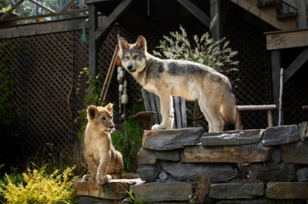 영화의 주인공 아기 늑대와 아기 사자