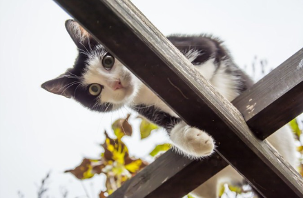 위에서 내려다보는 고양이.