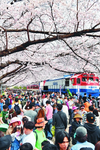 진해군항제 꿀팁