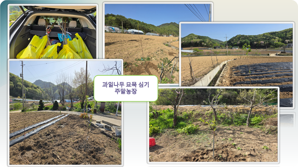 과일나무 심기
